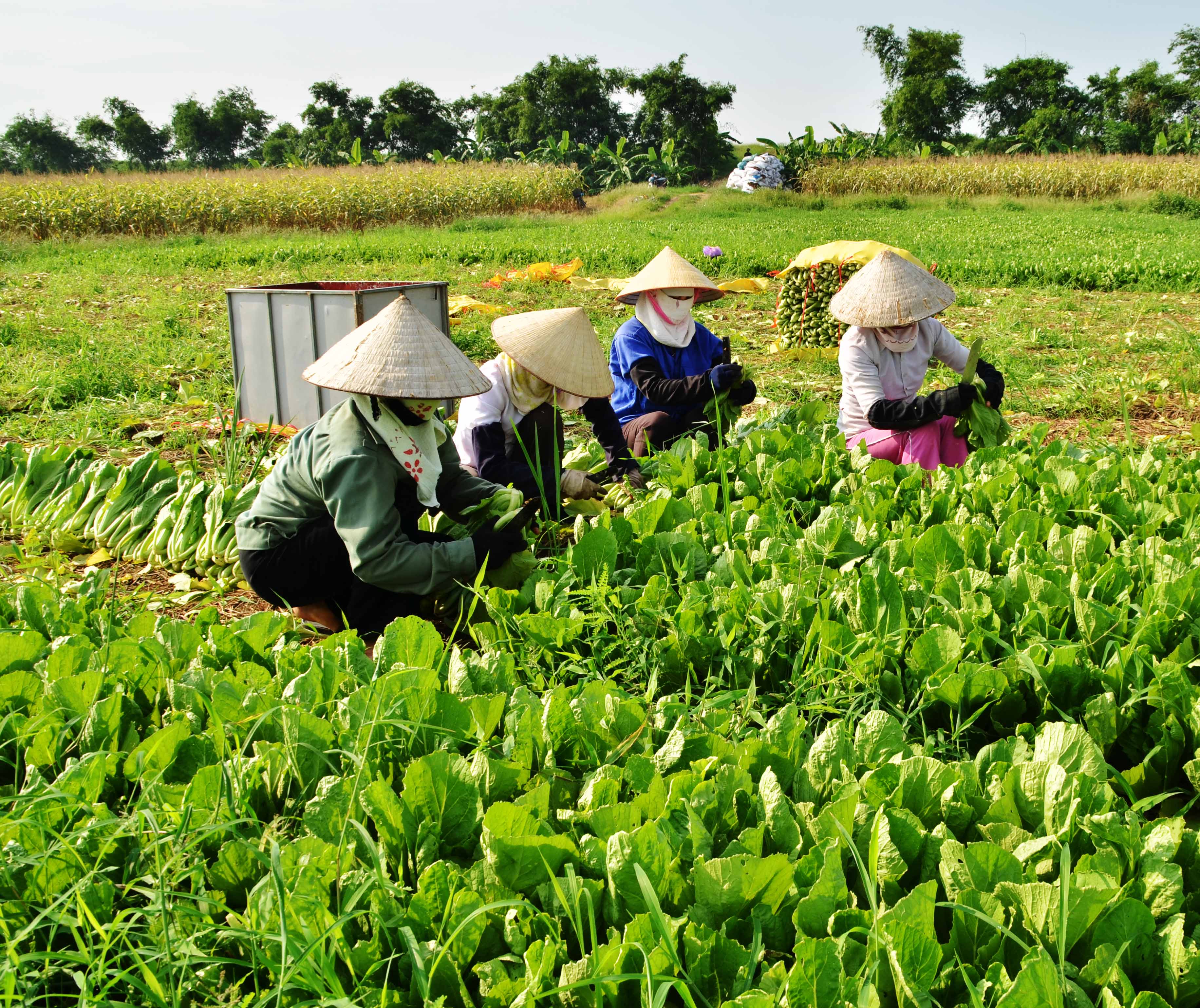 Kế hoạch và giải pháp sản xuất vụ đông 2014-2015